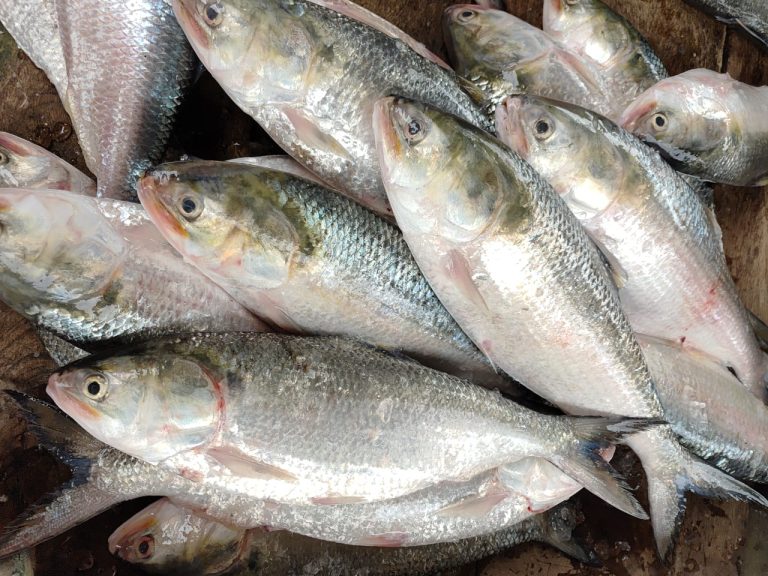 দুর্গাপূজায় ৩ হাজার টন ইলিশ যাবে ভারতে